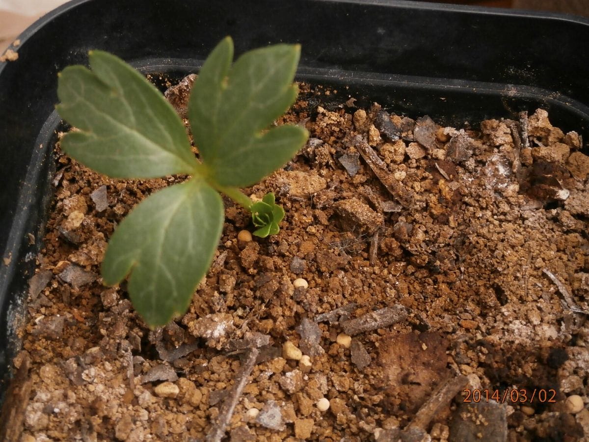 ヴェシカリウスの二枚目の新芽。