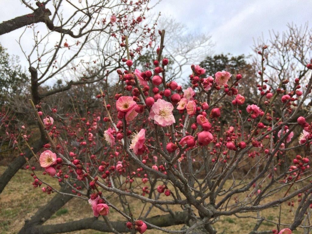 もう春ですね②