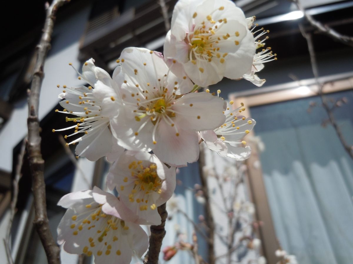 梅とさくらんぼ、そして雪割草