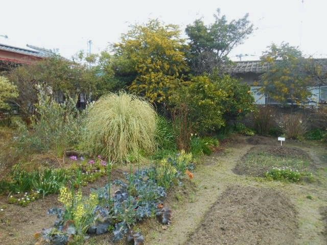 一斉に春感じてる～～植物