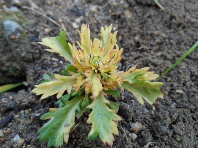 一斉に春感じてる～～植物