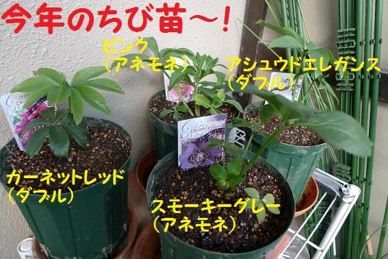 クリスマスローズの植え替えが終わりました。