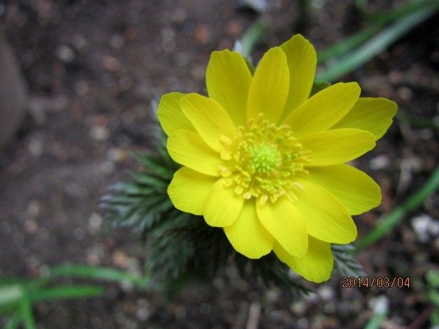 今日咲いた花＆ずっと咲いてる花