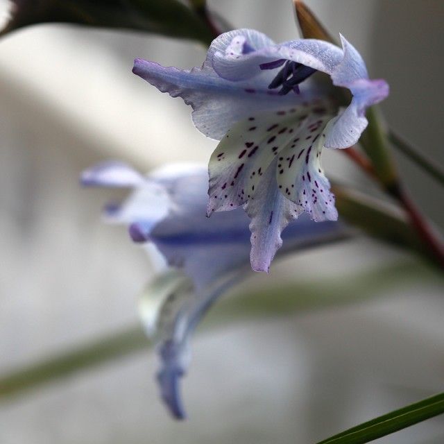 Gladiolus gracilis