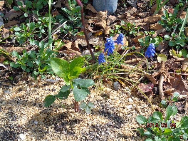 地植えのチビクリロ