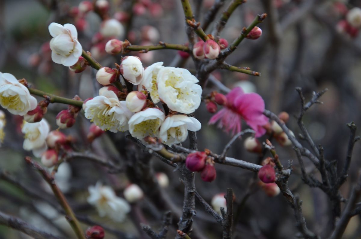 梅　「思いのまま」　開花