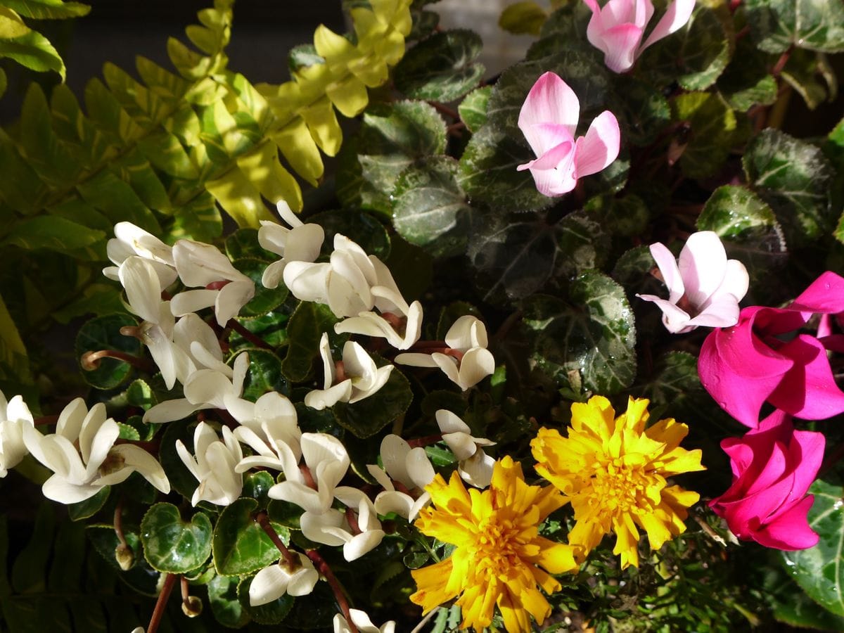 にぎやかな　ベランダの花たち