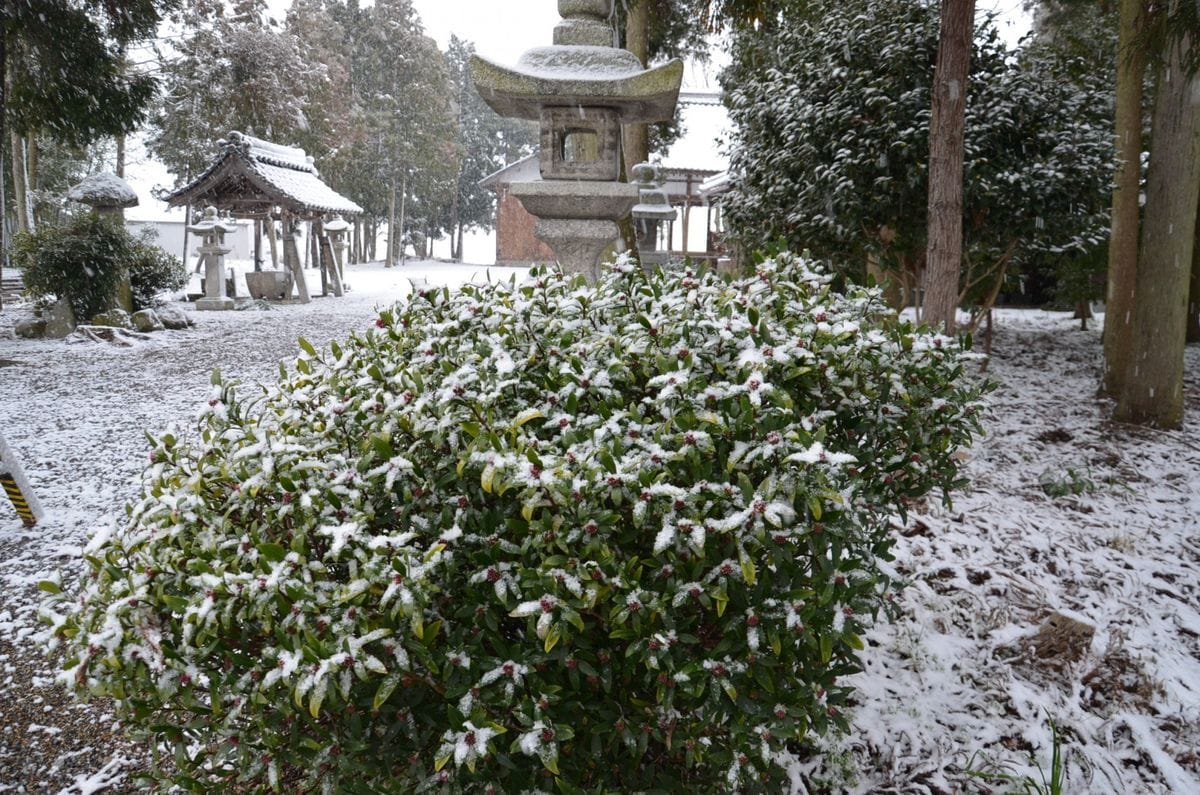 沈丁花の雪化粧