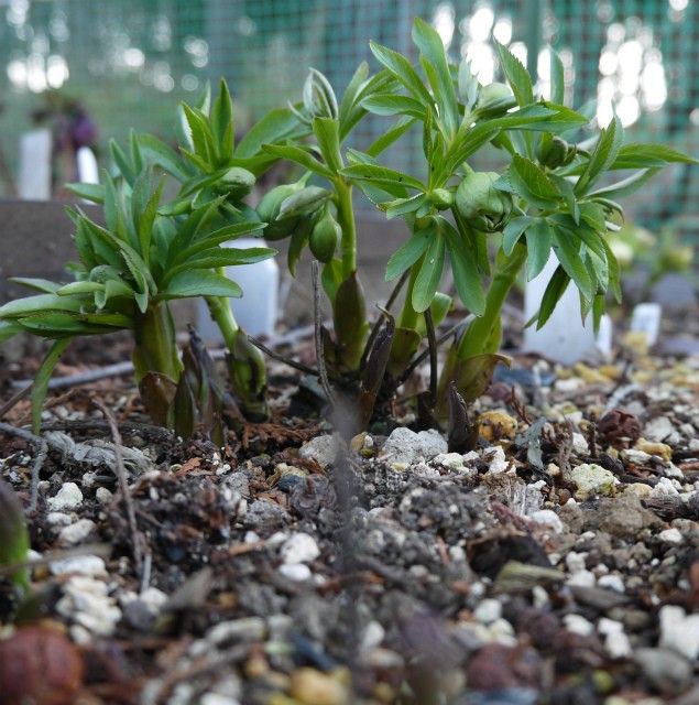 地植え目線！！