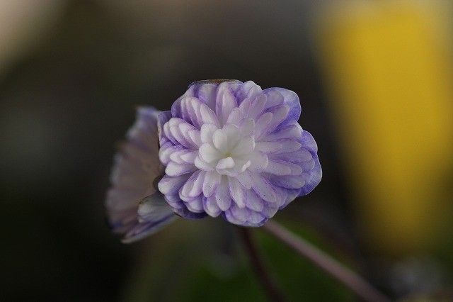 雪割草の誘惑