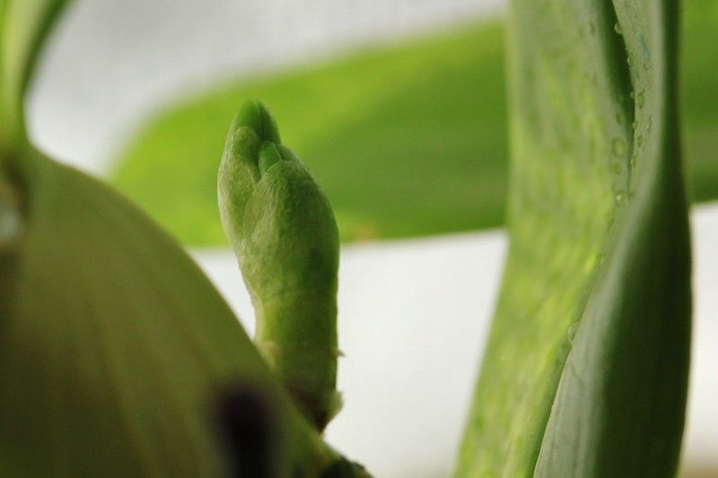 デンドロの花芽膨らむ