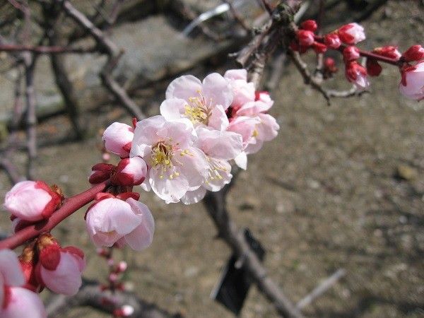 雪のふるなか　安八百梅園へ