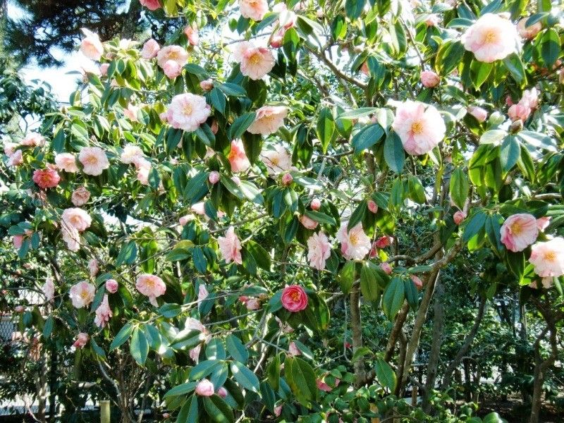 【園芸LOVE 原田が行く】愛好家の夢が花咲く、茅ヶ崎市・氷室椿庭園