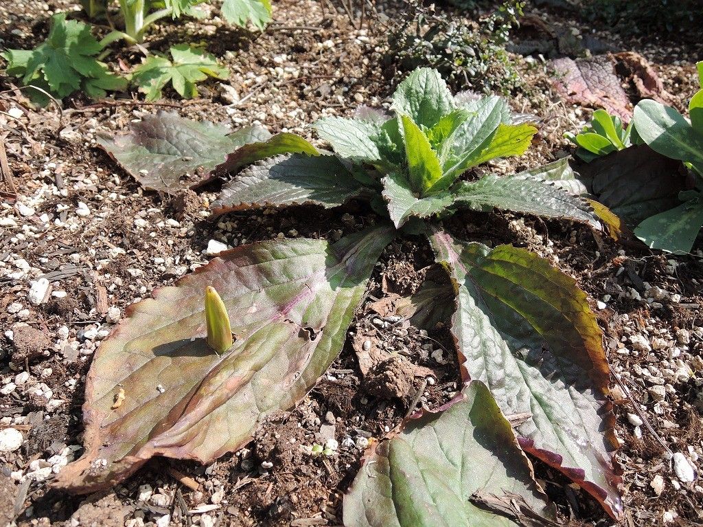 新芽の芽吹き