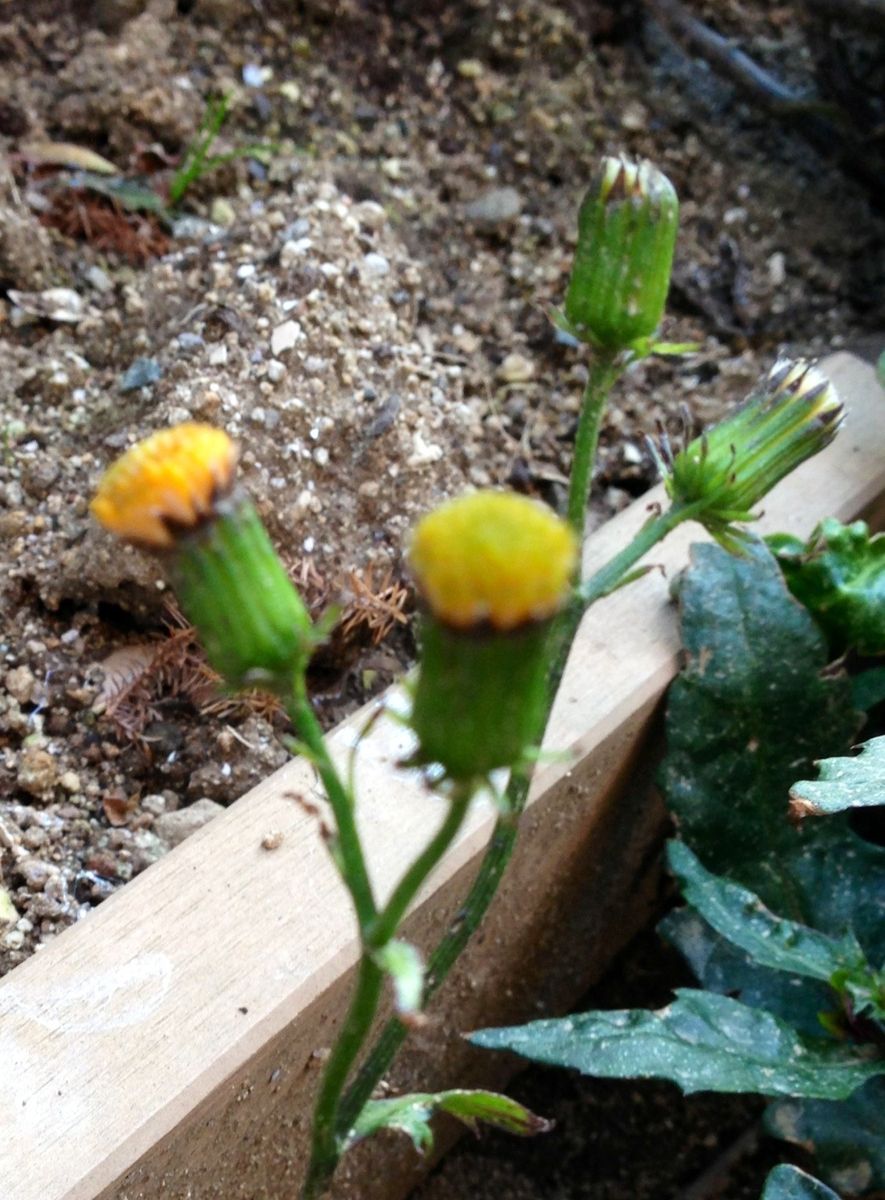 もうすぐですよ〜金時草の開花 ♪