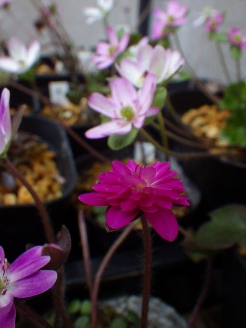 雪割草 と ユキワリイチゲ