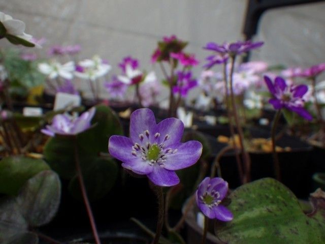 雪割草 と ユキワリイチゲ