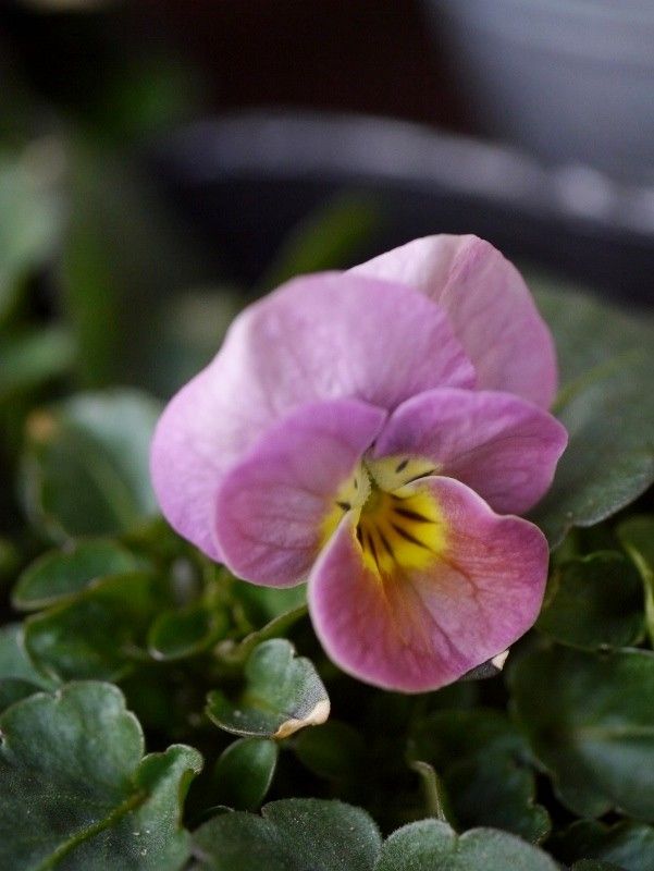 ひとつのお花の種から