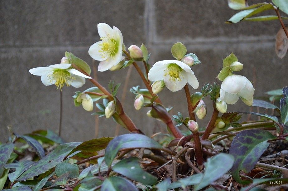 我が家のヘレボルスから…有茎種交配種