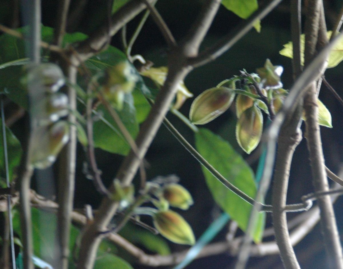 難物な植物