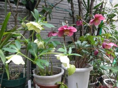 実家のお花、クリロー編