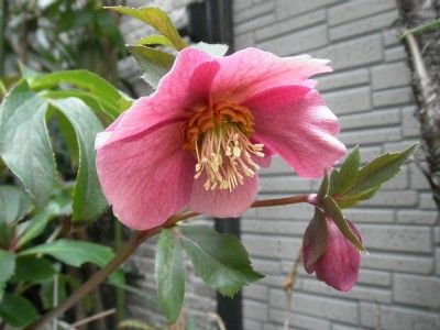 実家のお花、クリロー編