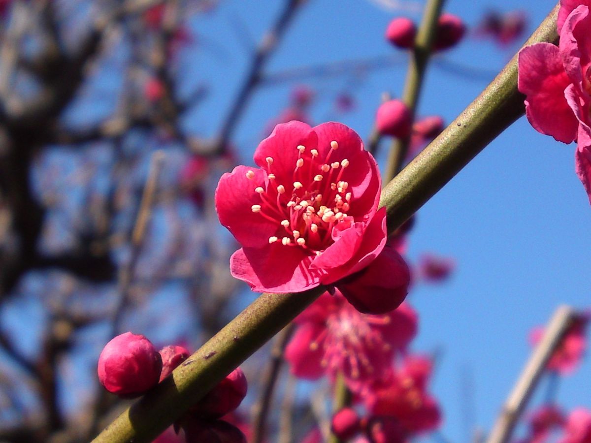 梅見のお散歩（３回目）