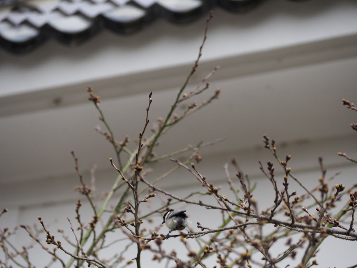 吉香公園のシジュウカラとアセビの花