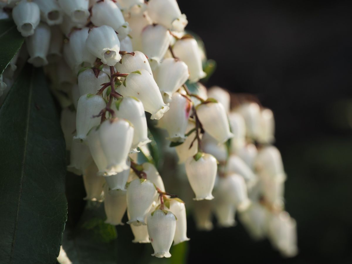 吉香公園のシジュウカラとアセビの花