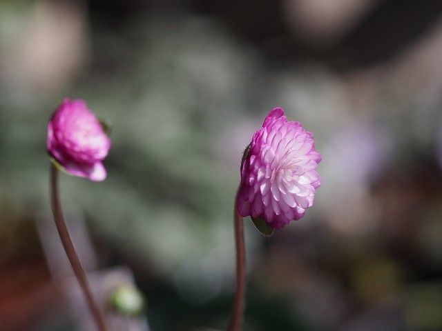 雪割草１０