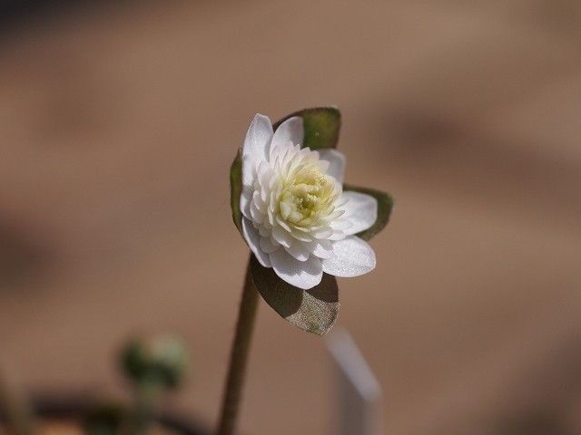 雪割草１０