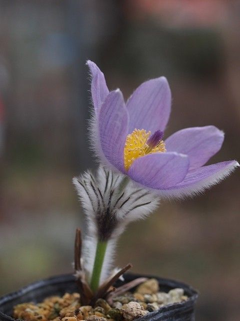 高い山のお花２