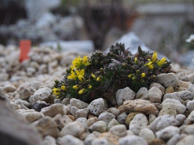 高い山のお花２