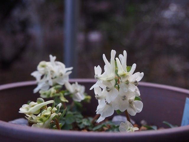 高い山のお花３