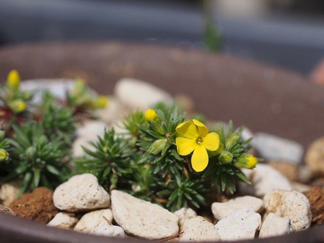 高い山のお花３