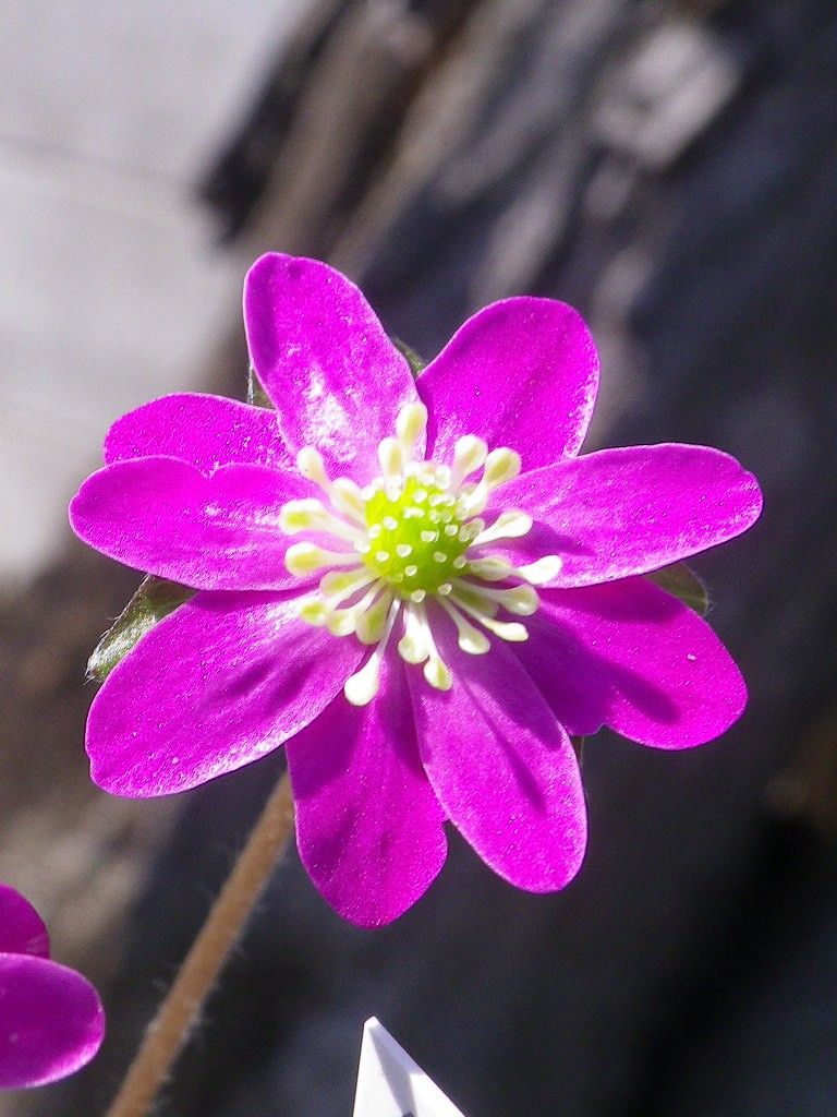 二段咲きの雪割草