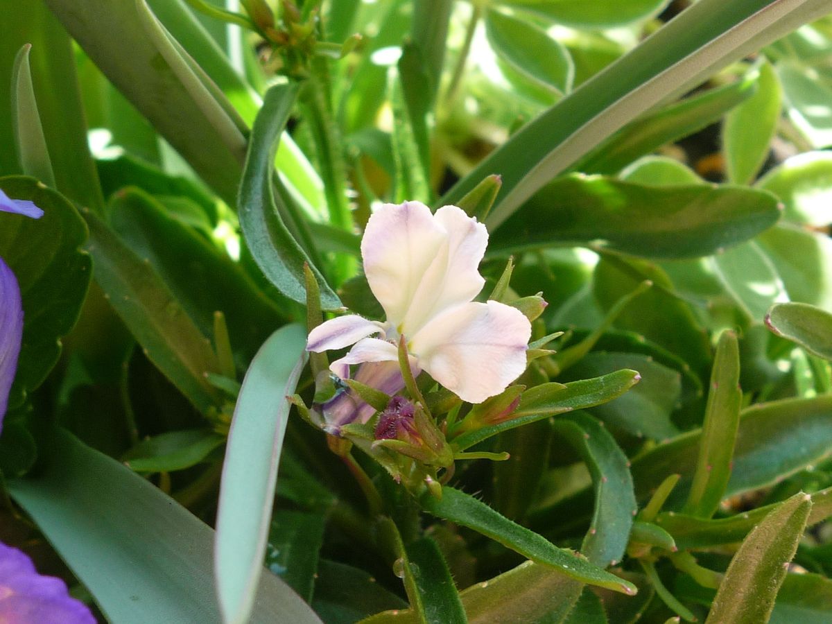 ロベリアの開花