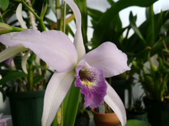 Lnt.Wigleyi 'Orchid library' BM/JOGA