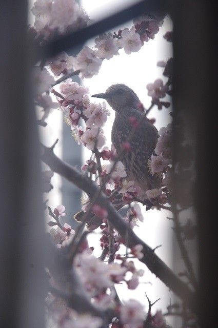 梅と鳥なんて種類か解りますか？