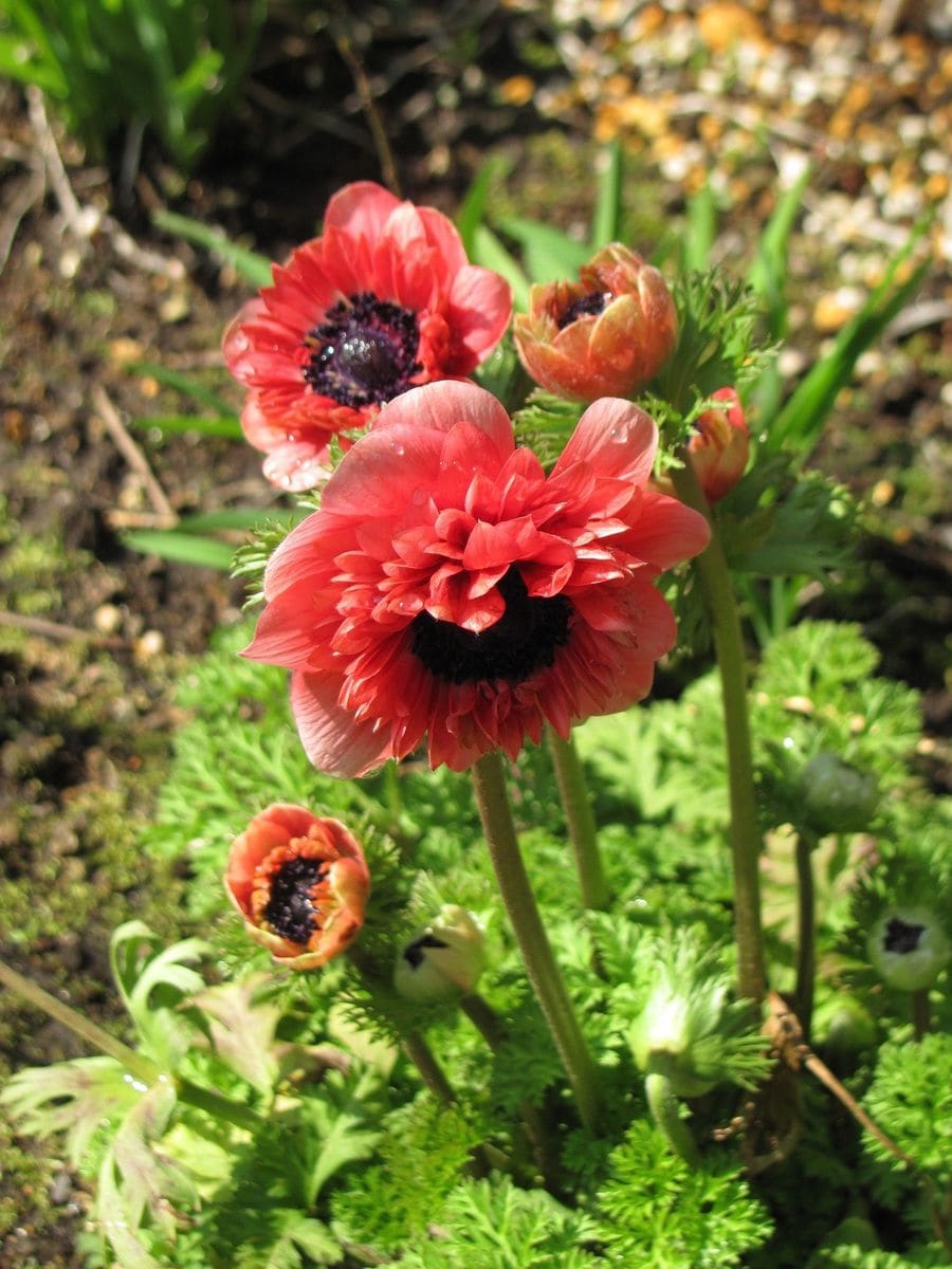 花・開きはじめて