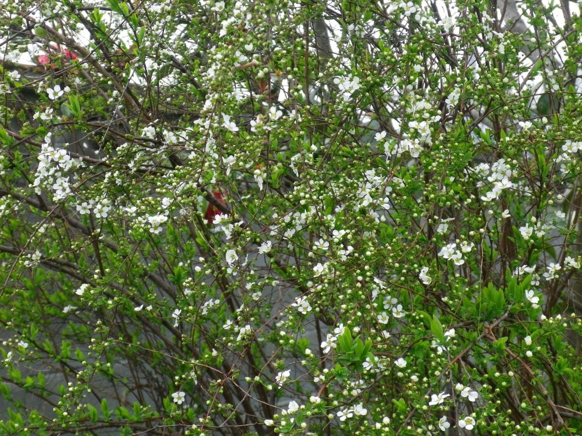 今日の花（2）