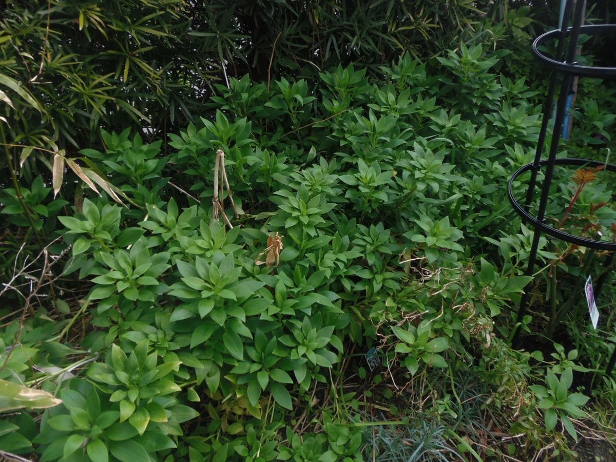 庭の繁殖系花