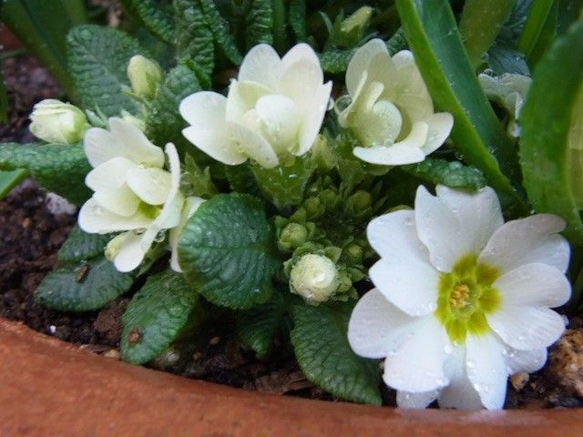 夏越し組のお花