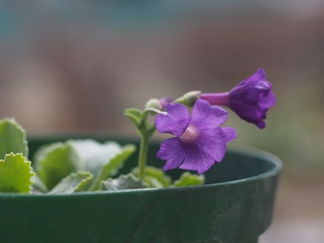 高い山のお花５