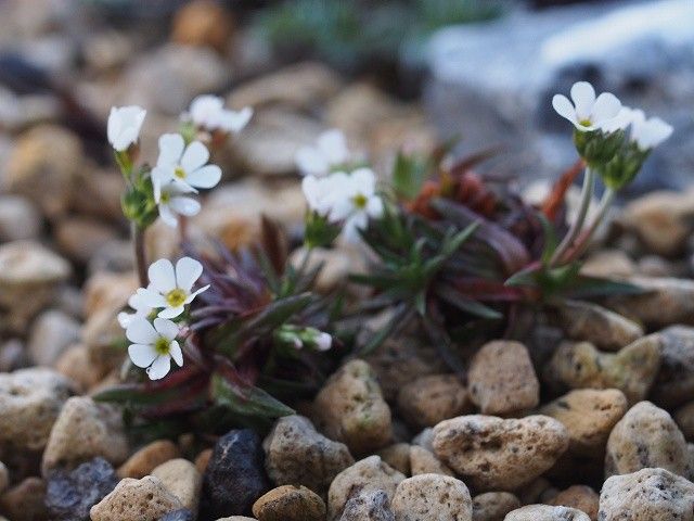 高い山のお花５