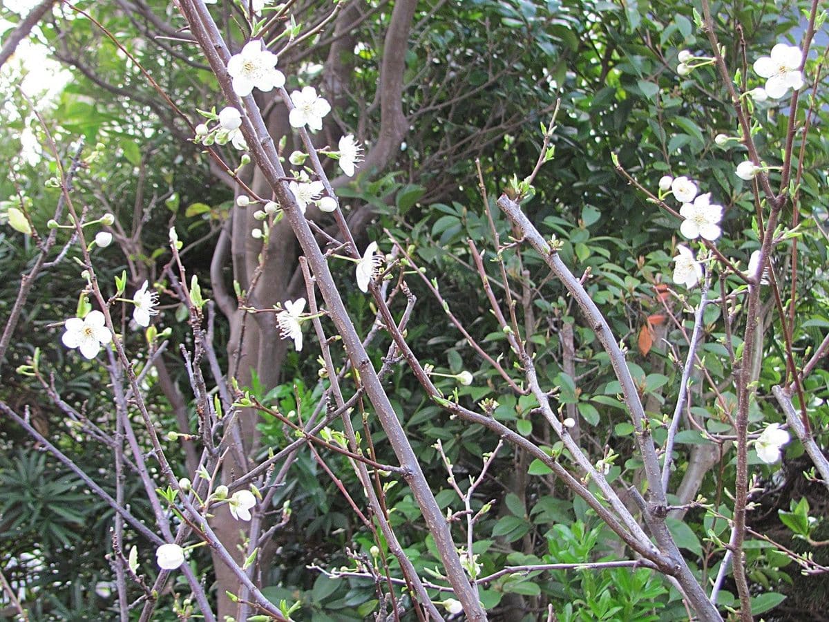 スモモの花ほころぶ