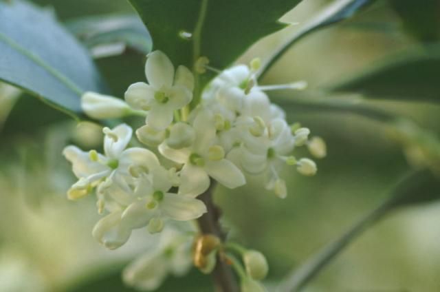 柊の花が・・