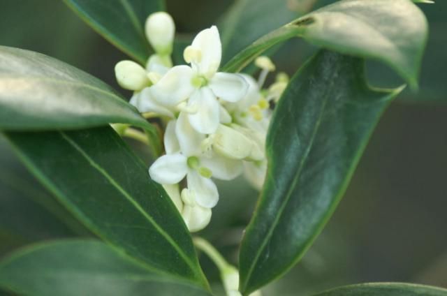 柊の花が・・