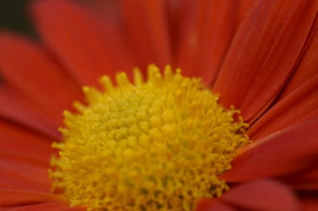 花芯を見てみよう