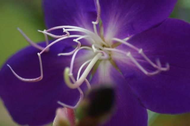 のぼたんの花３種